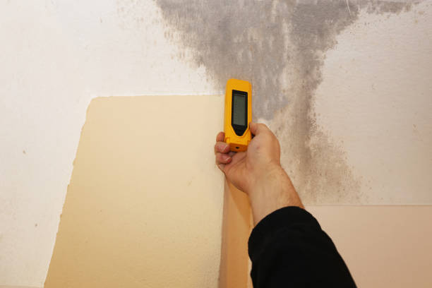 Best Air Quality Testing for Mold Spores  in Harlem Heights, FL