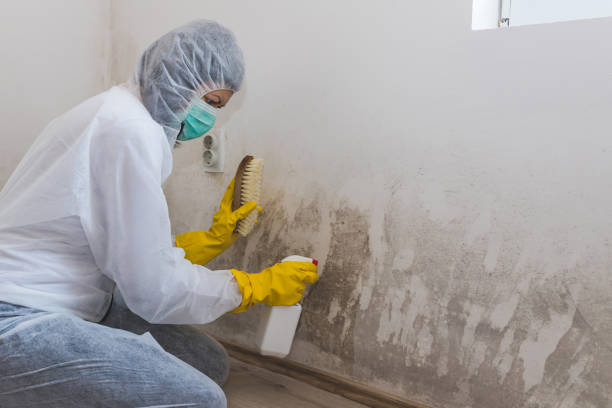 Best Environmental Consulting for Mold Prevention  in Harlem Heights, FL
