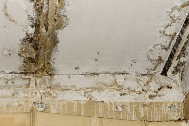 Best Mold Removal for HVAC Installations  in Harlem Heights, FL