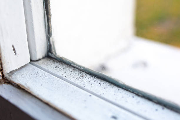 Harlem Heights, FL Mold Removal Company