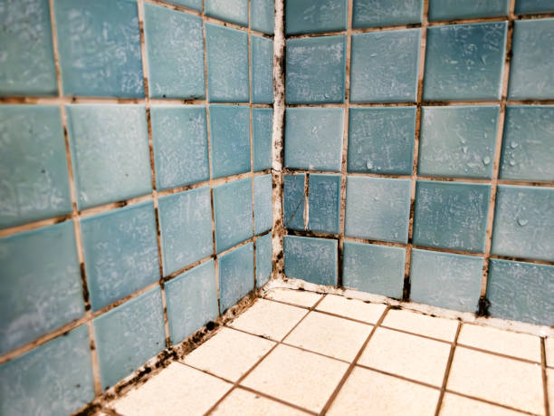 Best Airborne Mold Testing  in Harlem Heights, FL