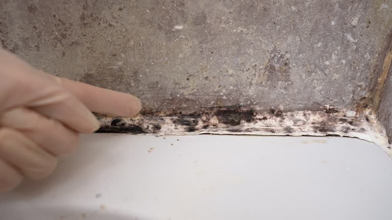Best Commercial Mold Inspection  in Harlem Heights, FL